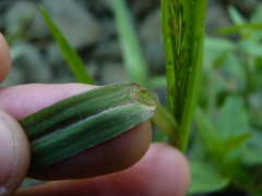 Panicum dichotomiflorum puritanorum
