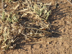 Hippiscus ocelote