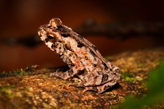 Incilius coniferus
