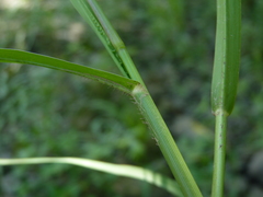 Panicum dichotomiflorum puritanorum