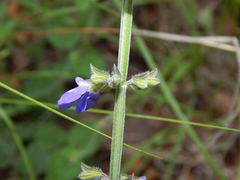 Salvia crucis