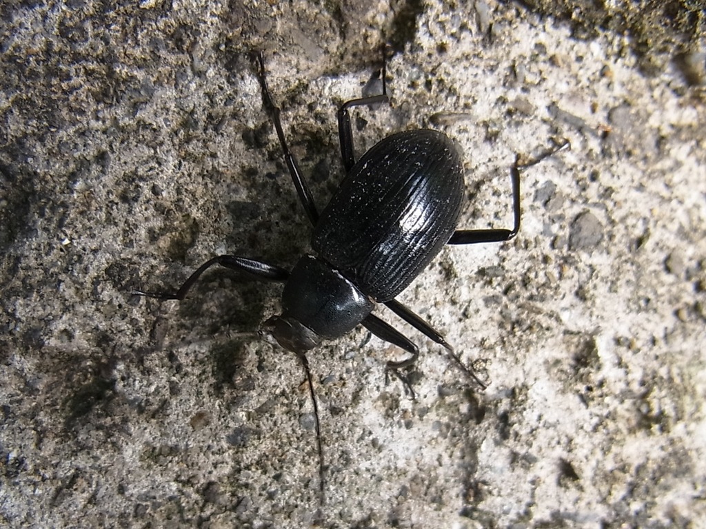 Plesiophthalmus