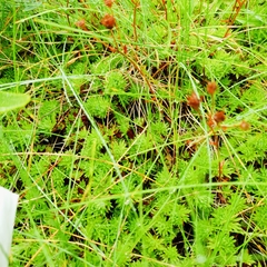 Saxifraga hypnoides