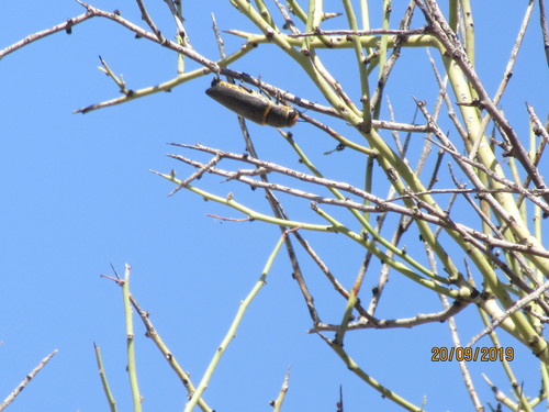 Hippomelas sphenicus
