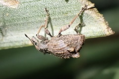 Catoptes binodis