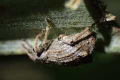 Catoptes binodis