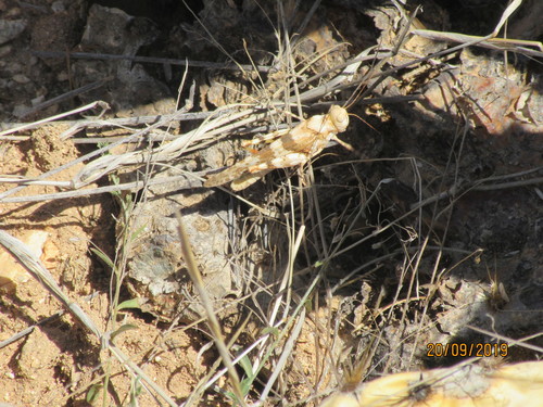 Strenuous Grasshopper photo 2