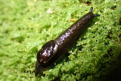 Schizoglossa