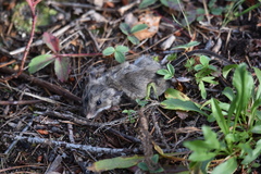 Peromyscus arcticus