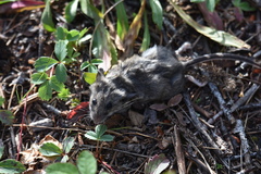 Peromyscus arcticus