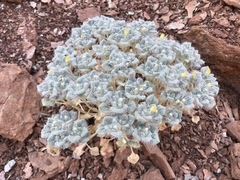 Psathyrotes pilifera