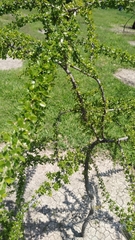 Pithecellobium dulce