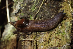 Schizoglossa