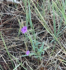 Mirabilis oxybaphoides