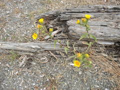 Grindelia stricta stricta