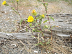 Grindelia stricta stricta