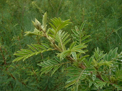 Indigofera heudelotii