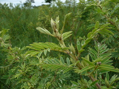 Indigofera heudelotii