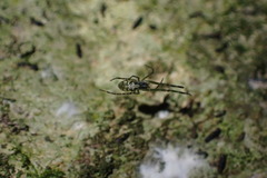 Waitkera waitakerensis