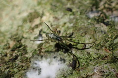 Waitkera waitakerensis