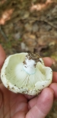 Russula brevipes acrior