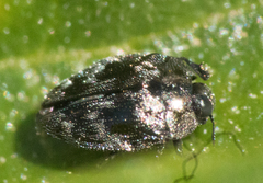 Euhylaeogena laenis