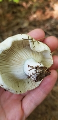 Russula brevipes acrior