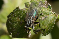 Sarconesia chlorogaster