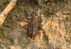 Cicindela tenuisignata