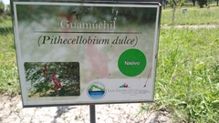 Pithecellobium dulce