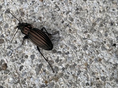 Carabus melancholicus