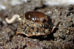 Schizoglossa