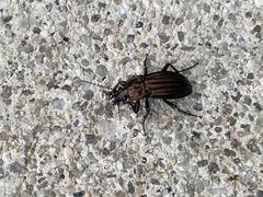 Carabus melancholicus