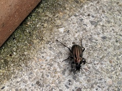 Carabus melancholicus