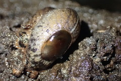 Schizoglossa