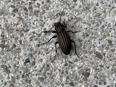 Carabus melancholicus