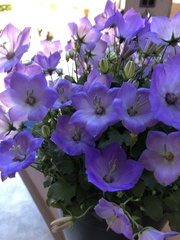 Campanula carpatica