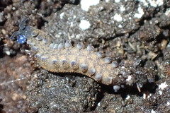 Peripatoides suteri