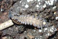 Peripatoides suteri