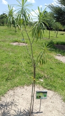 Cascabela thevetioides