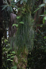 Vittaria lineata image