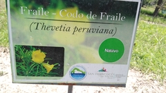 Cascabela thevetioides