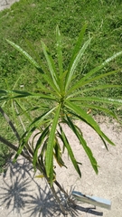 Cascabela thevetioides