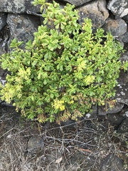 Aeonium lindleyi subsp. viscatum image
