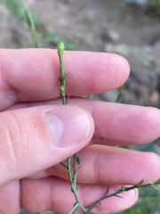 Symphyotrichum laeve concinnum