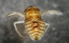 Callicorixa audeni