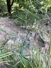 Symphyotrichum laeve concinnum