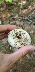 Russula brevipes acrior