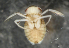 Callicorixa audeni