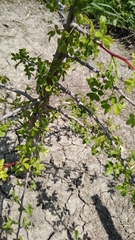 Bursera fagaroides